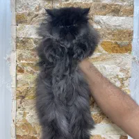 پرشین بلو|گربه|ارومیه, |دیوار