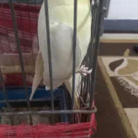 لتینیونرمست