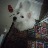 سگ در کاریز گمشده مژدگانی 6 ملیون|حیوانات|تایباد, |دیوار