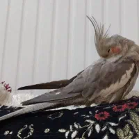 عروسی هلندیم گمشده