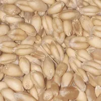 گندم بذری