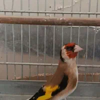 سهره دوبر قفل کلوکسیونی