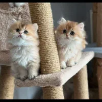 شهر گربه های اصیل ( اسکاتیش بریتیش پرشین)