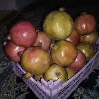 انارابداروشیرین