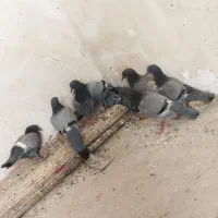 کفترچایی.تهداد5عدد|پرنده|رضویه, |دیوار