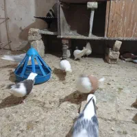 ۵جفت حیوون ساده طوقی خال دم مقبول