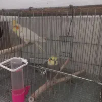 واگذاری عروس هلندی