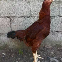 مرغ لاری و خروس لاری|حیوانات مزرعه|رشت, لاکانی|دیوار