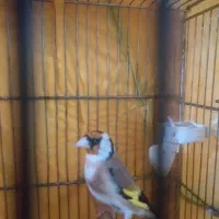 سهره ۲ ساله|پرنده|بانه, |دیوار