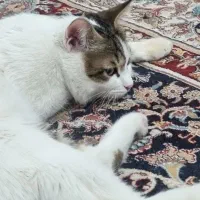 گربه واگذاری|گربه|زاهدان, |دیوار
