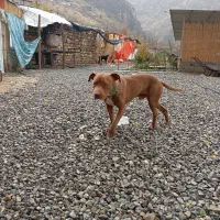 واگذاری سگ پیتبول دوبرمن|سگ|اورامان, |دیوار