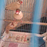 فنج نرگسی شکلاتی|پرنده|تهران, جماران (نیاوران)|دیوار