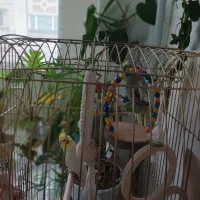 عروس هلندی جفت خوشگل