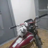 یه جفت طوقی|پرنده|شاهرود, |دیوار