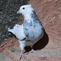 طوقی|پرنده|اقلید, |دیوار