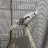 دوکت البینیو مهر|پرنده|شاهرود, |دیوار