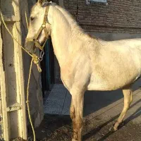 مادیان اصیل|اسب و تجهیزات اسب‌سواری|اردبیل, |دیوار