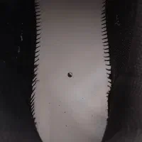 کتونی اکومنت|کیف، کفش، کمربند|شاهدشهر, |دیوار