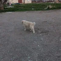توله سگ
