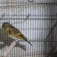 سهره قناری|پرنده|ری, دیلمان|دیوار