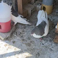 فروش|پرنده|کازرون, |دیوار