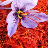 فروش گل زعفران