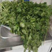 علف باغی و یونجه