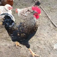 خروس چهل تاج