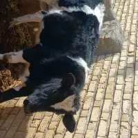 گوساله نر دو رگ اصیل|حیوانات مزرعه|اسفرورین, |دیوار