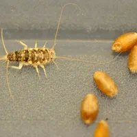 سمپاشی منزل سم پاشی ساس100درصد تضمینی|خدمات نظافت|گرگان, |دیوار