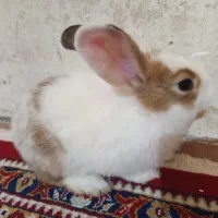 خرگوش لوپ