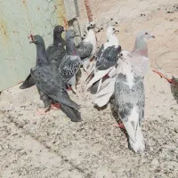 جوانه‌کفتر|پرنده|تیمور آباد, |دیوار