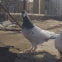 تیدی|پرنده|همدان, |دیوار
