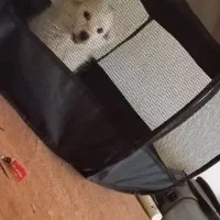 فروش سگ شیتزو پنج ماهه کاملن سالم  ماده|سگ|جم, |دیوار