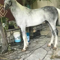 اسب نریان فوق العاده|اسب و تجهیزات اسب‌سواری|تهران, آذری|دیوار