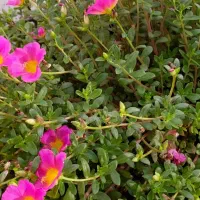 فروش انواع گلهای طبیعی|گل و گیاه طبیعی|بندر گناوه, |دیوار