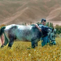 فروش نریون عرب