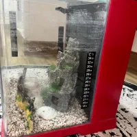 اکواریومکامل و شیک|ماهی|ایلام, |دیوار