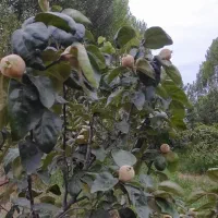 باغ بر کمربندی سوم روستای صومعه|فروش خانه و ویلا|اردبیل, |دیوار