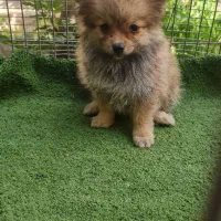 سگ پامرانین