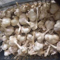 سیر|خوردنی و آشامیدنی|نورآباد, |دیوار