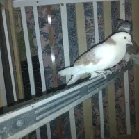 ماده زرد