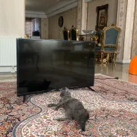 تلوزیون ۴۳اینچ blest