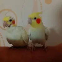 پرنده مولد|پرنده|فردیس, داوری|دیوار