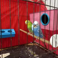 مرغ عشق نرو ماده