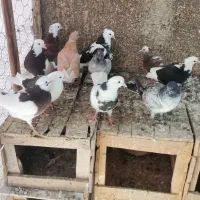 فروش جوجه کبوتر|پرنده|بهشهر, |دیوار