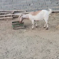 دو بز فروشی نزدیک زاییدن