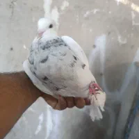 نروماده طوق الماسی ناب|پرنده|نیمروز, |دیوار
