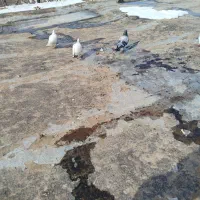 کبوتر پرشی|پرنده|جلگه شوقان, |دیوار