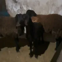 برمادافشاردرجه‌یک